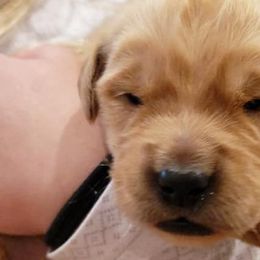 Jolene - Orange collar - Golden Retriever puppy in Arlington, Washington from Nagel Farm's