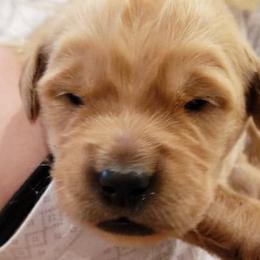 Jolene - Orange collar - Golden Retriever puppy in Arlington, Washington from Nagel Farm's