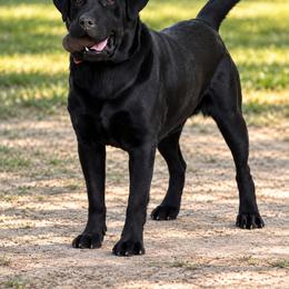 Wilbur - Black male Labrador Retriever puppy in Benson, North Carolina from Down South Dachshunds