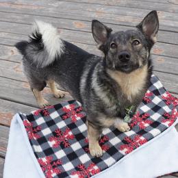 Cinder - Swedish Vallhund