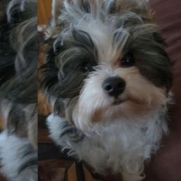 GRAY'SON - Yorkshire Terrier puppy from Schultz Yorkies byGrace