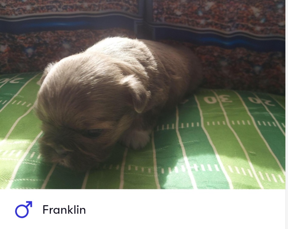 Shih Tzu Puppies from N.F.S.T Imperial ShihTzu Puppies.