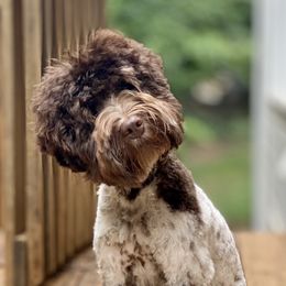 Riverbends A Winter Journey With Bear - Australian Labradoodle