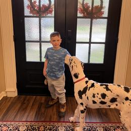 Great Dane Puppies from KD Sweet Southern Danes