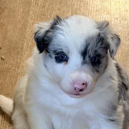 Smoke - White and blue merle male Border Collie puppy in Lebanon, Oregon from Cahill’s Canines