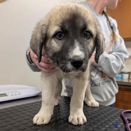 Boy 3 - male Anatolian Pyrenees puppy in Marysville, Ohio from Brotherton Family Farms