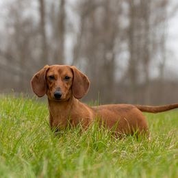 Cali - Dachshund