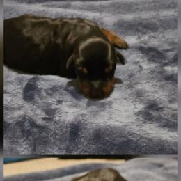 Sadie - Black and rust female Doberman Pinscher puppy in Mount Orab, Ohio from Heyne Kennels