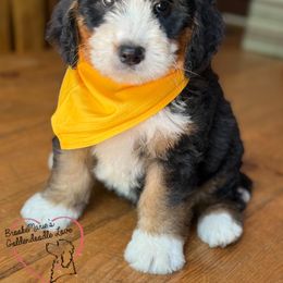 Bernedoodle and Goldendoodle Puppies from BrookeMarie’s Goldendoodle Love