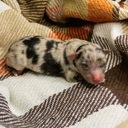 Cowboy - Blue merle male Miniature Australian Shepherd puppy in Enoch, Utah from Twisted H Aussies