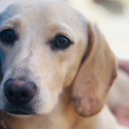 Canelo - Dachshund