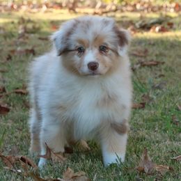 America - Australian Shepherd puppy from Silverbrook Australian Shepherds