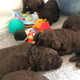 Australian Labradoodle Puppies from Beaver State Labradoodles