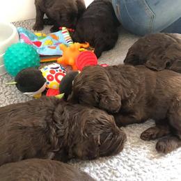 Australian Labradoodle Puppies from Beaver State Labradoodles