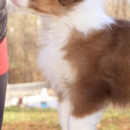 Australian Shepherds from Fairview Australian Shepherds