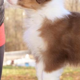 Australian Shepherds from Fairview Australian Shepherds