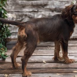 Indy - Cavalier King Charles Spaniel