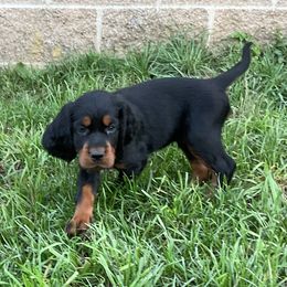 Green - Black and tan male Gordon Setter puppy in Gordonville, Pennsylvania from Blue Ribbon Setters