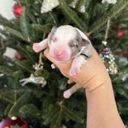 Bernard - Blue merle male Miniature Australian Shepherd puppy in Goldsboro, North Carolina from Maple Ridge Farm