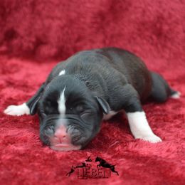 Boxer Puppies from Lieben Boxers