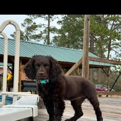 Boykin Spaniel All Grown Up from Dixie Darlin Boykins