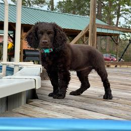 Boykin Spaniel All Grown Up from Dixie Darlin Boykins