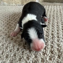 Puppy 2 - Black and white male Border Collie puppy in Readstown, Wisconsin from By Design Farm