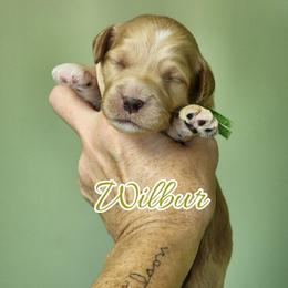 Wilbur - Apricot male Goldendoodle puppy in Humboldt, Minnesota from Sister Doodles