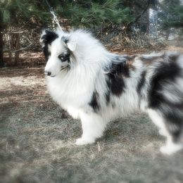 Jack - Shetland Sheepdog