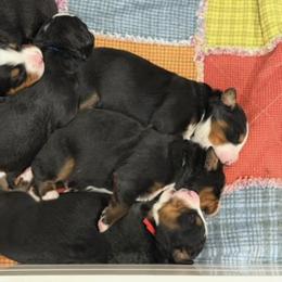 Winnie Sanderson - Tri-color female Bernese Mountain Dog puppy in Gardner, Kansas from Faith and Family Farm