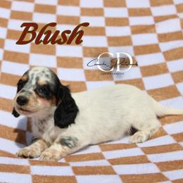 Blush - Black and tan female Dachshund puppy in Huntington, Texas from Camacho_Dachshunds
