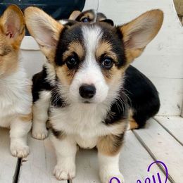 Pembroke Welsh Corgi Puppies from Davies Ranch Pembroke Welsh Corgis