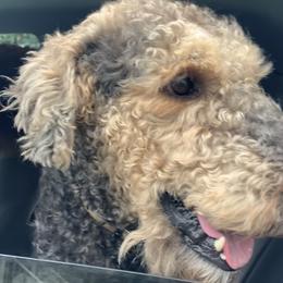 Airedale Terrier All Grown Up from Yocona River Airedale