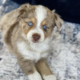 Miniature Australian Shepherd Puppies from DLT MiniAussie