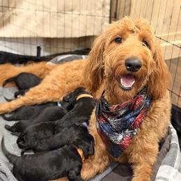 Bernedoodle Puppies from NOB Bernedoodles