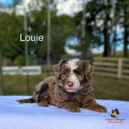 Louie - Chocolate merle male Bernedoodle puppy in Sugarcreek, Ohio from Cuddly Companion Doodles