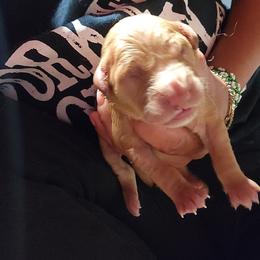 Libby - Golden female Golden Retriever puppy in Milwaukee, Wisconsin from Pedigree Golden Retrievers