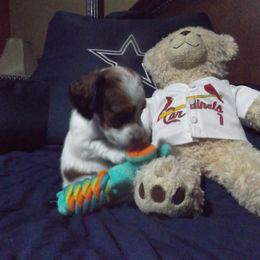 Dachshund Puppies from Molly Dolly's Miniature Dachshunds