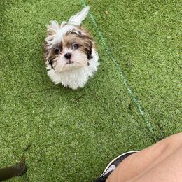Zoe boy - Brindle and white male Shih Tzu puppy in Zeigler, Illinois from Dandy Little  Shih Tzu, Shih Poo's and Toy Poodles
