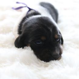 Purple - Piebald female Dachshund puppy in Peebles, Ohio from Cave Valley Hounds