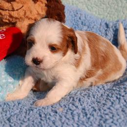 Jack - Blenheim male Cavapoo puppy in Fort Worth, Texas from Creekwood Miniature Cavapoos