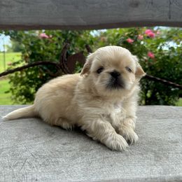 Pekingese Puppies from Ashlyn's Pups