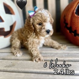Ginger - Red female Cavapoo puppy in Runaway Bay, Texas from Green Ranch Doodles