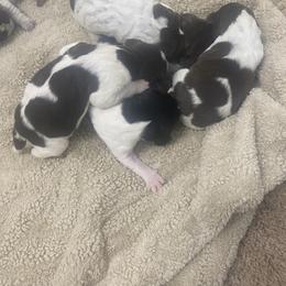 Puppy 3 male blue - Liver roan male German Shorthaired Pointer puppy in Hardeman County, Tennessee from Howell Farm GSP