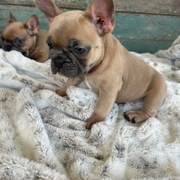 French Bulldog Puppies from Southern Dreams Farm, LLC
