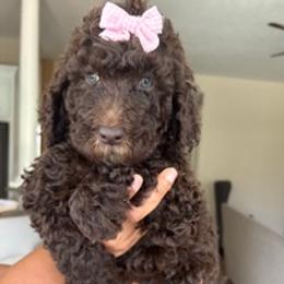 Girl 3 - female Labradoodle puppy in Houston, Texas from Lovely Labradoodles