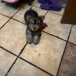 Yorkshire Terrier Puppies from Holly’s House Of Yorkies LLC