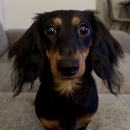 KloKlo - Dachshund