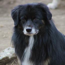 Fozzie - Miniature American Shepherd