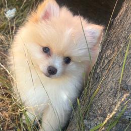 Valentino - Cream male Pomeranian puppy in Hercules, California from Foxx Dior Poms